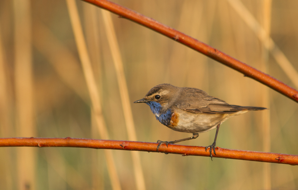 Фотографія Еквілібрист / Костя Пазюк / photographers.ua