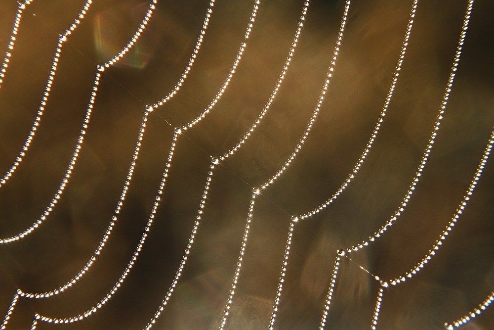 Фотографія Робота ювеліра / Костя Пазюк / photographers.ua