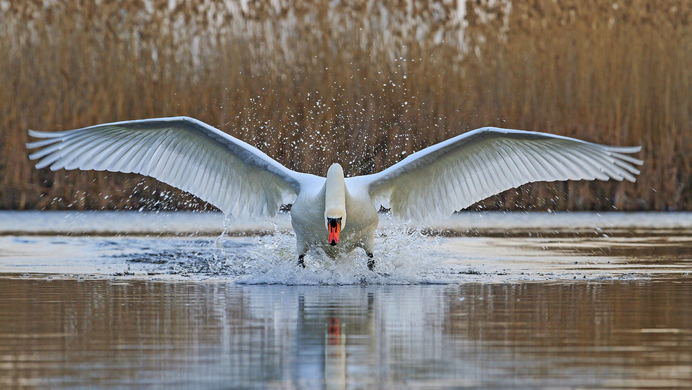 Фотографія Holy swan / Костя Пазюк / photographers.ua