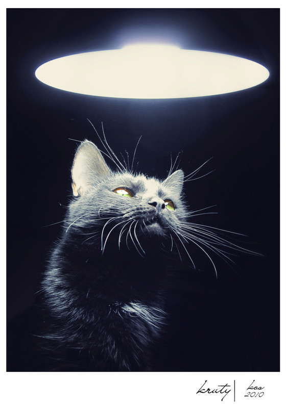 Фотографія Все кошки- инопланетяне... / Kosarev / photographers.ua