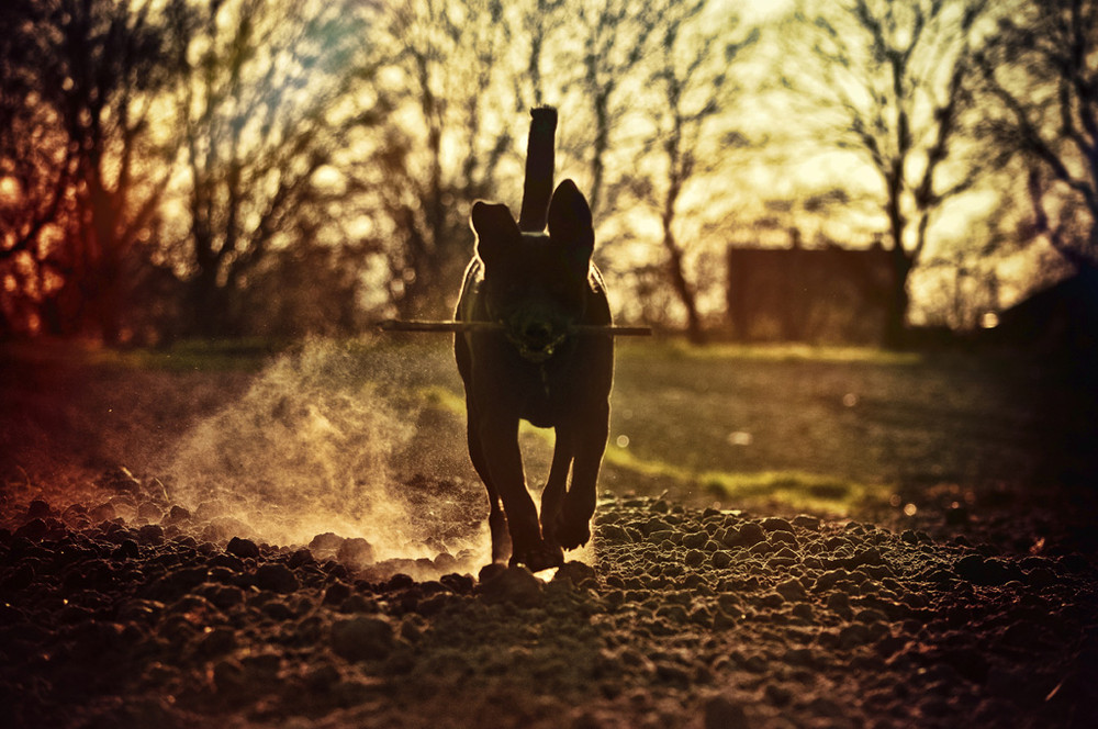 Фотографія Чёрный пёс... / Дмитрий Амс / photographers.ua