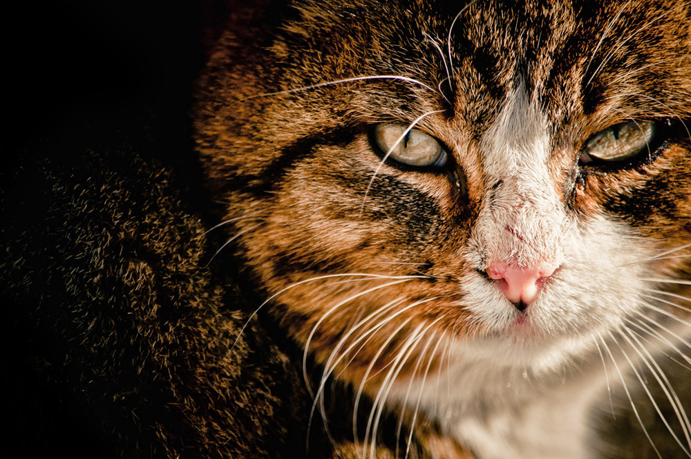 Фотографія мужик..) / Дмитрий Амс / photographers.ua