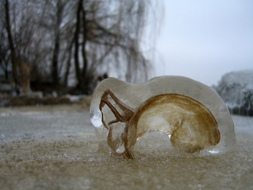 Фотографія " ICE  TEA " / Melkov @ net / photographers.ua