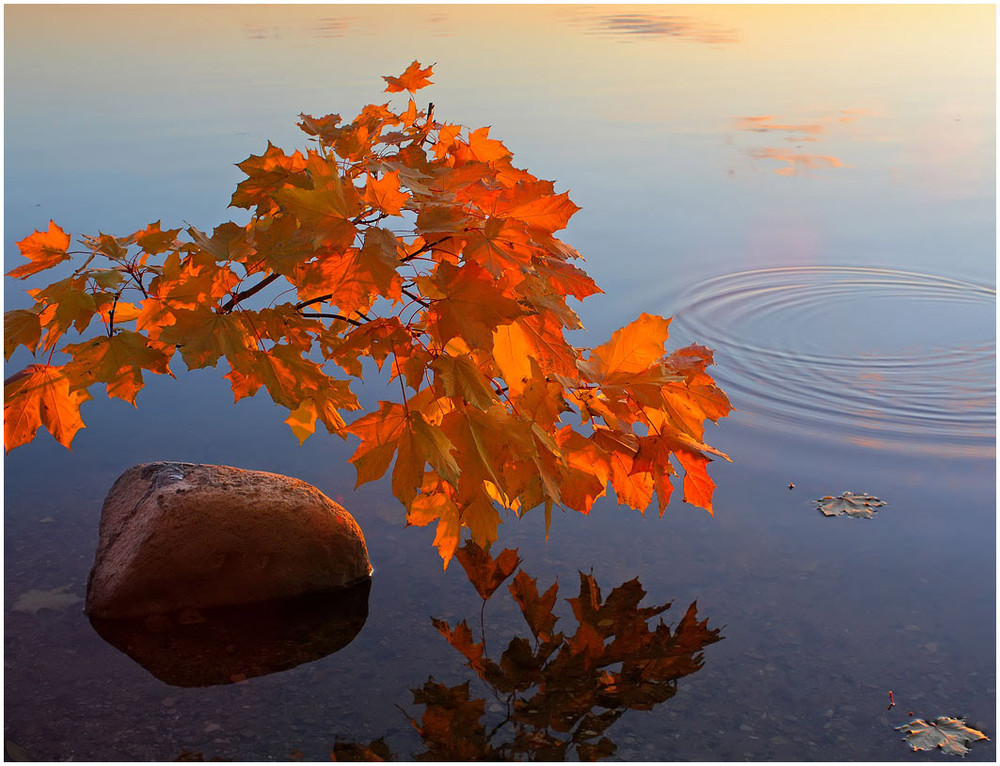 Фотографія Осенний этюд с кленовой ветвью / Михаил Марков / photographers.ua