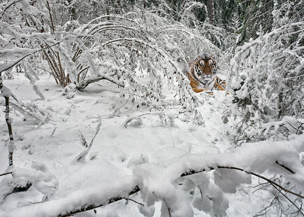 Фотографія сходил,блин за дровами... / Михаил Марков / photographers.ua