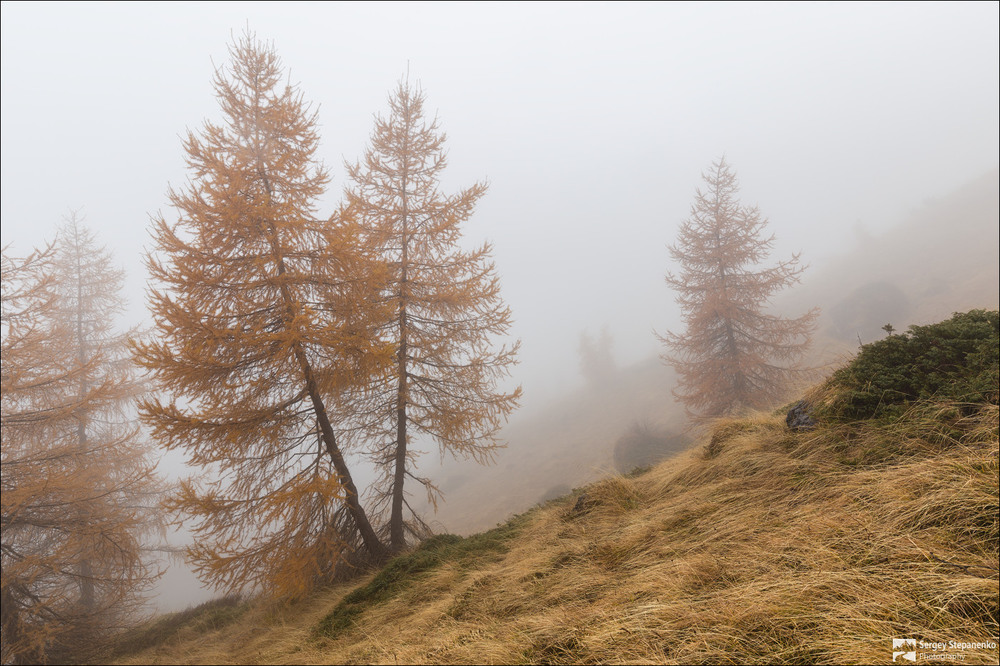 Фотографія На туманных склонах / Sergiy Stepanenko / photographers.ua