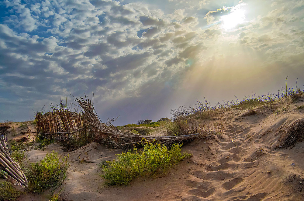 Фотографія В дюнах / Завриева / photographers.ua