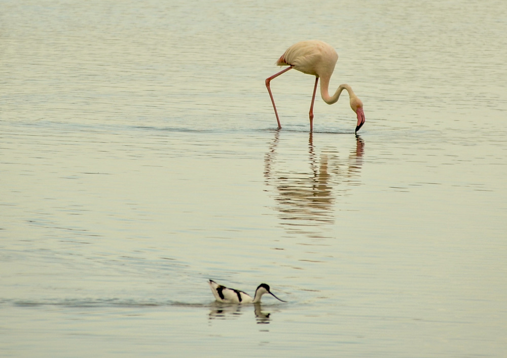 Фотографія Розовый фламинго с приятелем / Завриева / photographers.ua