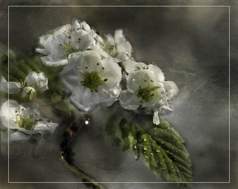 Фотографія цветут сады / Завриева / photographers.ua