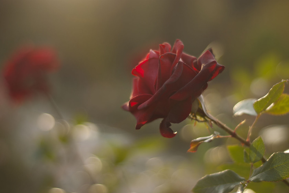 Фотографія осенние розы / Завриева / photographers.ua