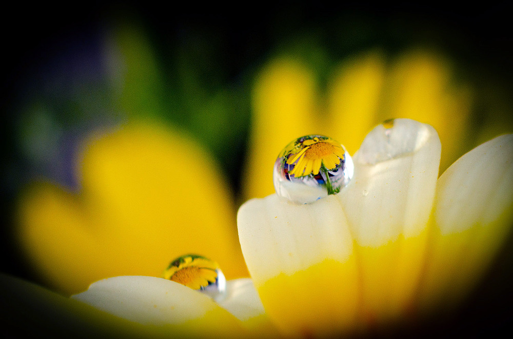 Фотографія Макро / Завриева / photographers.ua