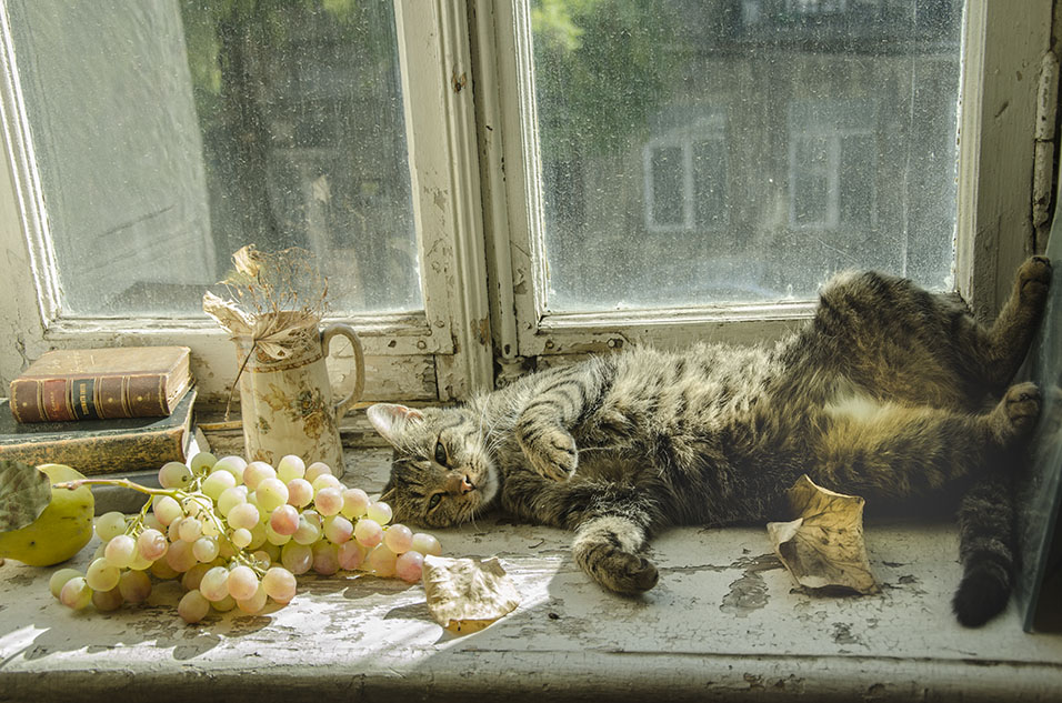 Фотографія осенние радости домашнего кота / Завриева / photographers.ua
