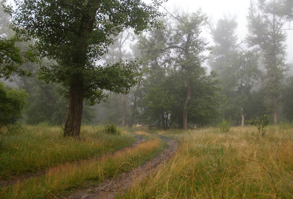 Фотографія Утро в лесу / La Basko / photographers.ua
