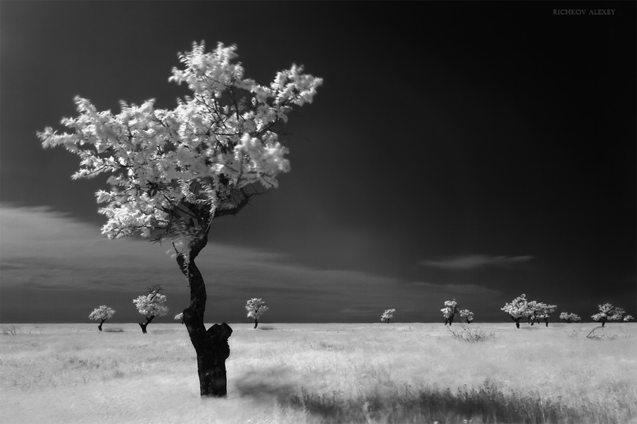 Фотографія Воспитатель и его детки или когда деревья были маленькими... / Алексей Рычков / photographers.ua