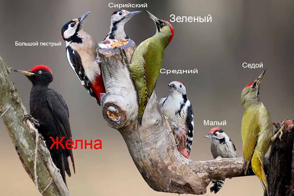 Фотографія Дятлы для чайников. / Владимир Кучеренко / photographers.ua