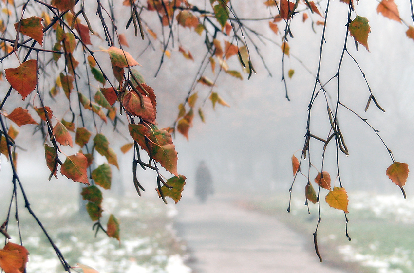 Фотографія Оденет Осень свой наряд... / off line... / photographers.ua
