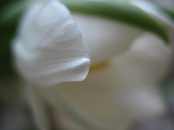Фотографія белые тюльпаны.. / fantasy / photographers.ua