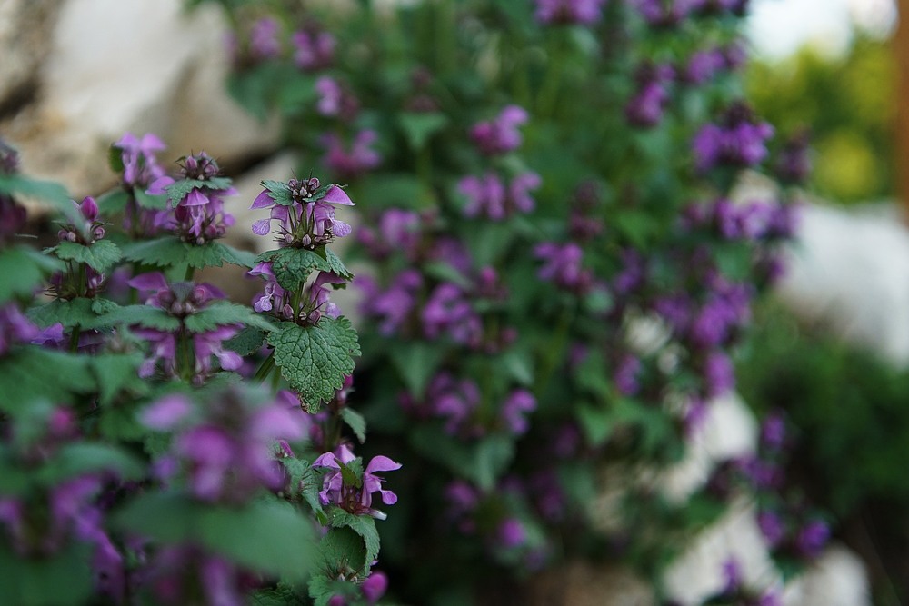 Фотографія Mountain flower / Сергей Рябко / photographers.ua