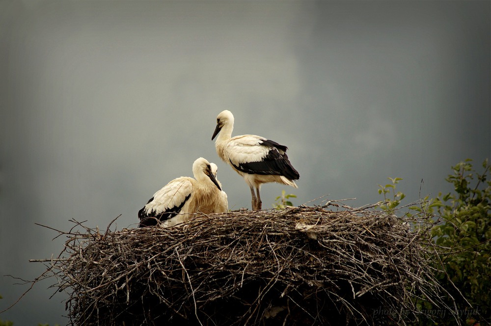 Фотографія Животные / Григорий Шитюк / photographers.ua