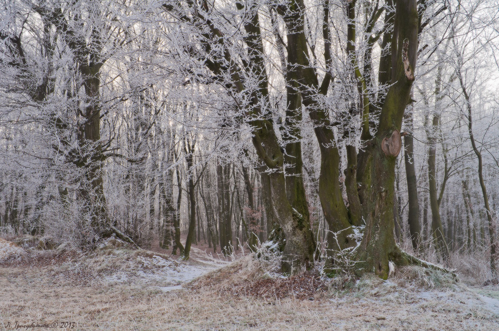 Фотографія Срібне убрання лісу / Любомир Тригубишин / photographers.ua