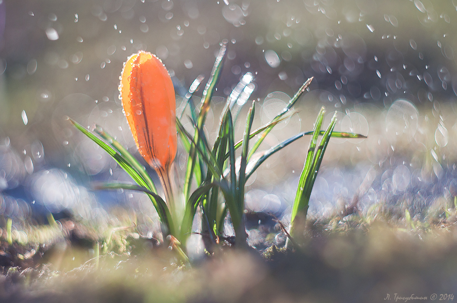 Фотографія Весна прийшла! / Любомир Тригубишин / photographers.ua