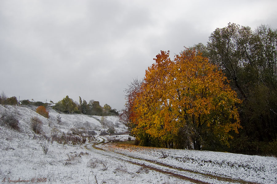 Фотографія Замітає снігом жовте листя / Любомир Тригубишин / photographers.ua