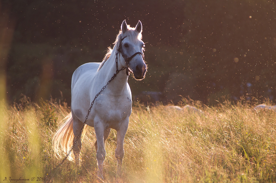 Фотографія Ой, чий то кінь стоїть? / Любомир Тригубишин / photographers.ua