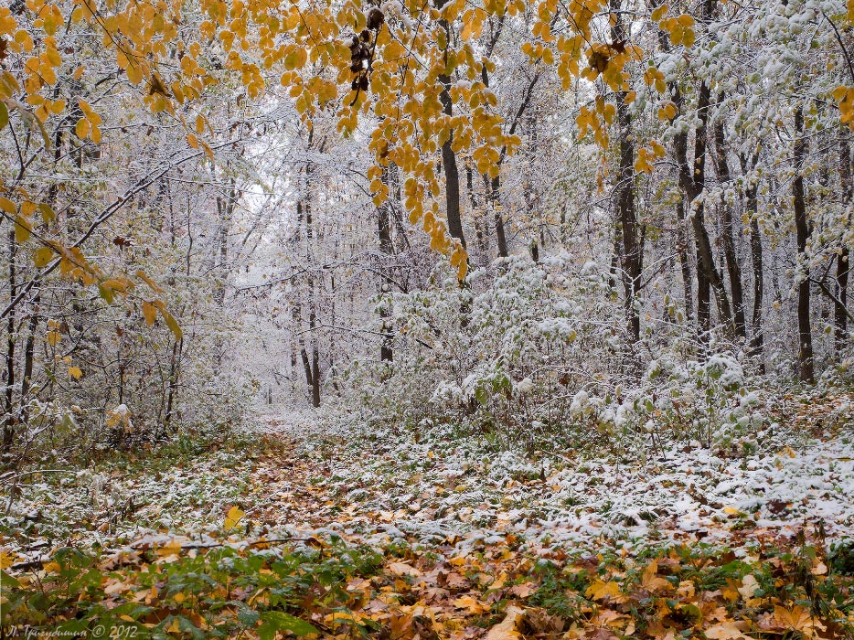 Фотографія Злато-срібні шати осені / Любомир Тригубишин / photographers.ua