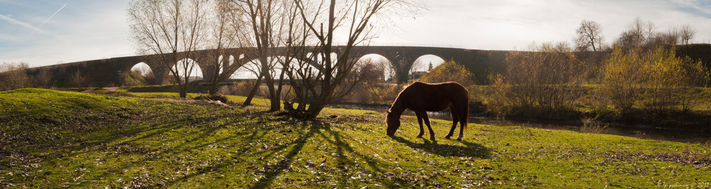 Фотографія Ой чий то кінь стоїть?! / Любомир Тригубишин / photographers.ua