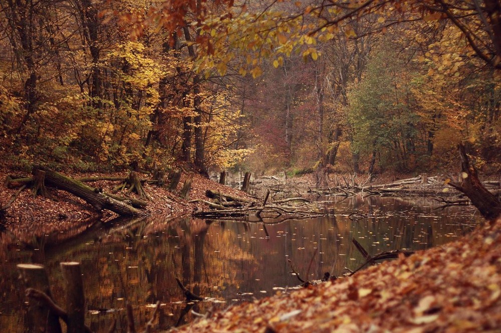 Фотографія В заколдованном тихом лесу... / Tetiana Tkachenko / photographers.ua