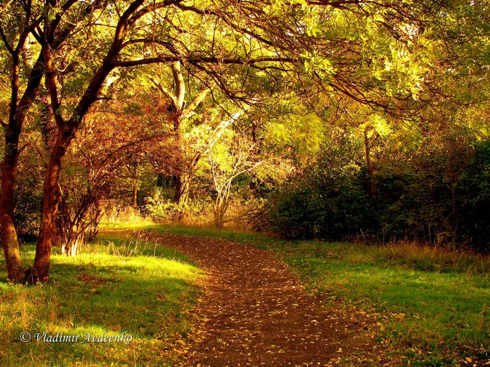 Фотографія Осень золотая / qtrial / photographers.ua