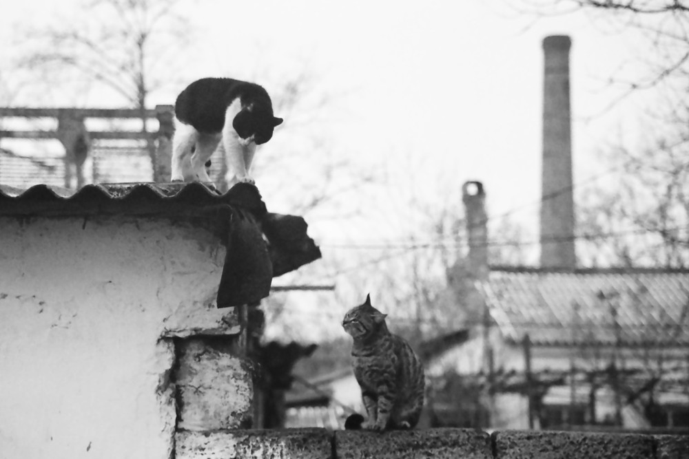 Фотографія Мартовские коты / qtrial / photographers.ua
