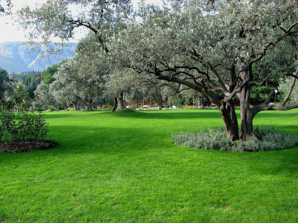 Фотографія Оливковая аллея / Николай Миски-Оглу / photographers.ua