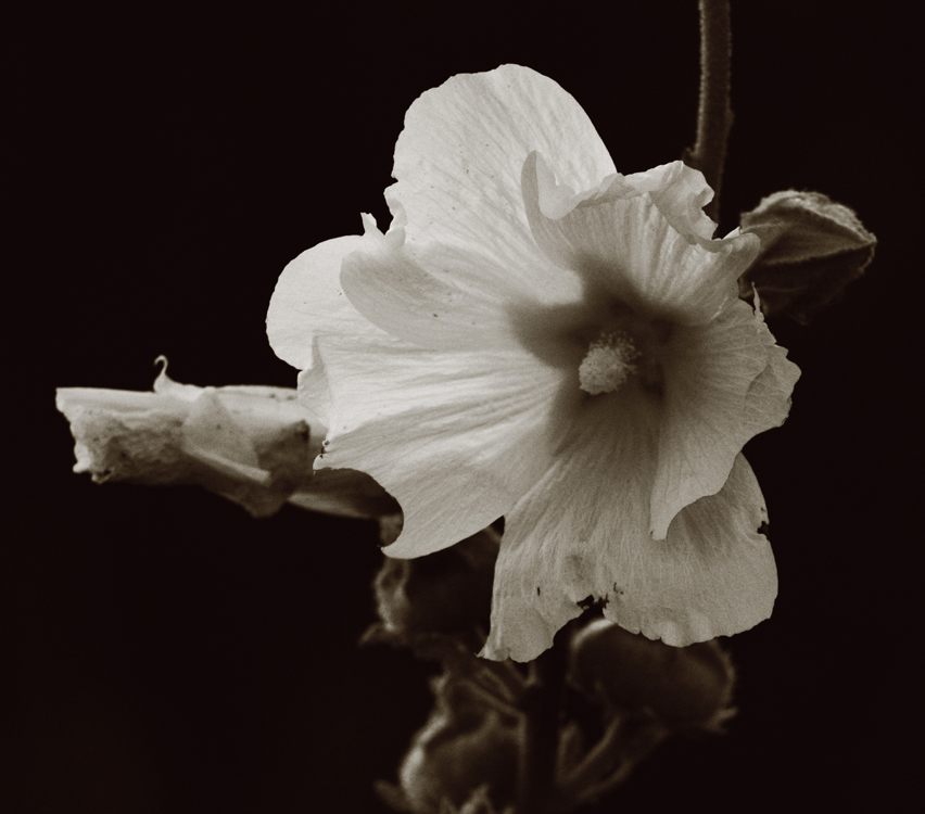 Фотографія Реквием / Николай Миски-Оглу / photographers.ua