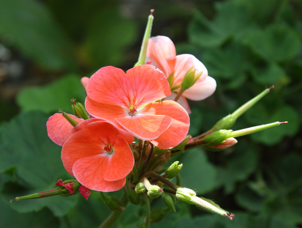 Фотографія Макро / Николай Миски-Оглу / photographers.ua