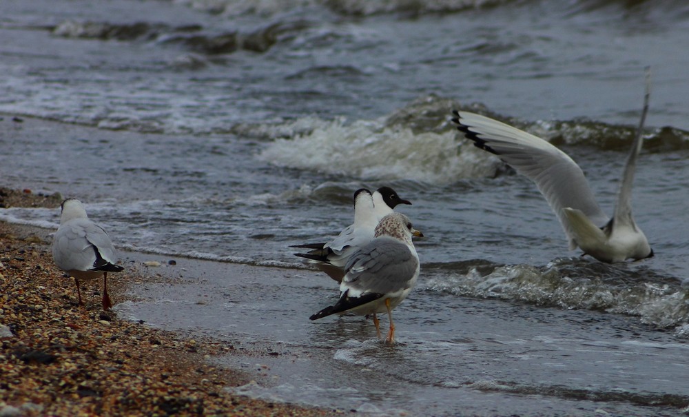 Фотографія Из жизни чаек / Николай Миски-Оглу / photographers.ua