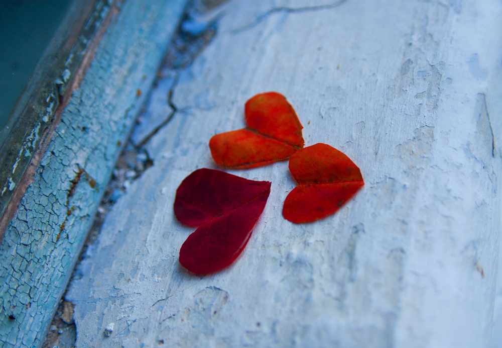 Фотографія leaves the heart / Ludmila Meryk / photographers.ua