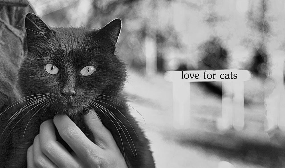 Фотографія love for cats / Ludmila Meryk / photographers.ua