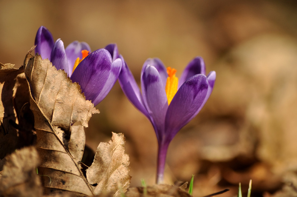 Фотографія Вечная тема - весна... / Александр Сварной / photographers.ua