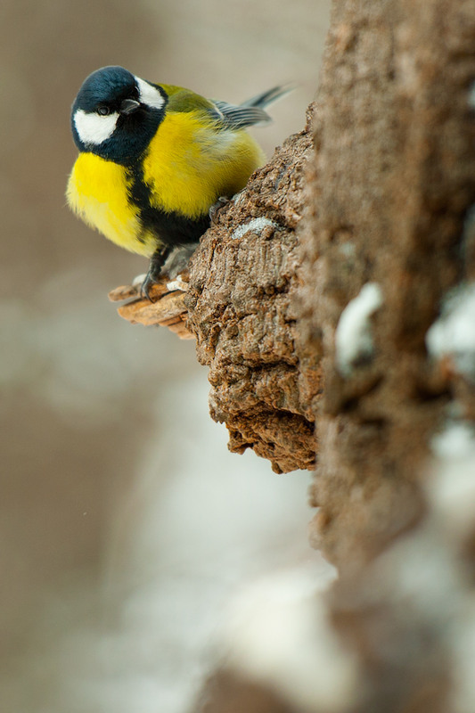 Фотографія Синица на дереве / Jaroslav Francisko / photographers.ua