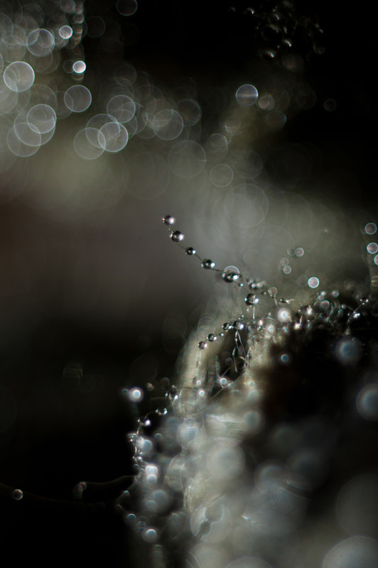 Фотографія Макро / Mary Kravets / photographers.ua