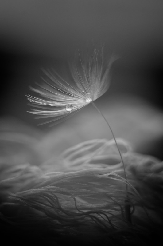 Фотографія Разное / Mary Kravets / photographers.ua