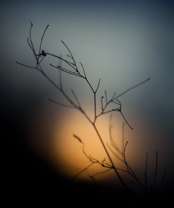 Фотографія Макро / Mary Kravets / photographers.ua