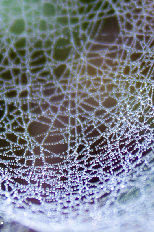 Фотографія Макро / Дмитро Лізо / photographers.ua