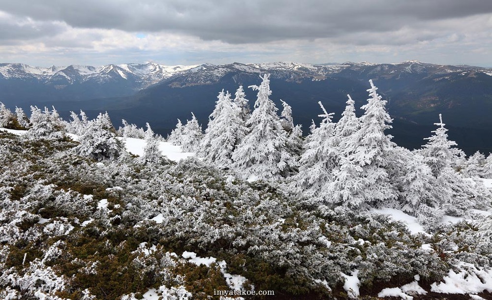 Фотографія Смереки та жереб / Михаил Псарёв / photographers.ua