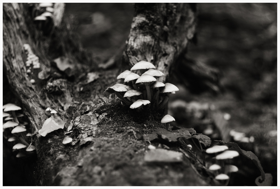 Фотографія Mushroom Family :) / Valik / photographers.ua