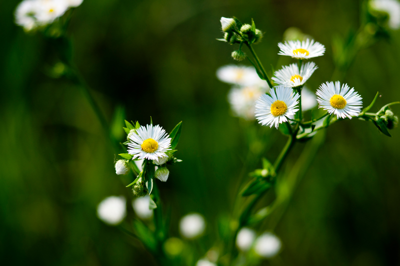 Фотографія Разное / Кирилл,Сыпко / photographers.ua