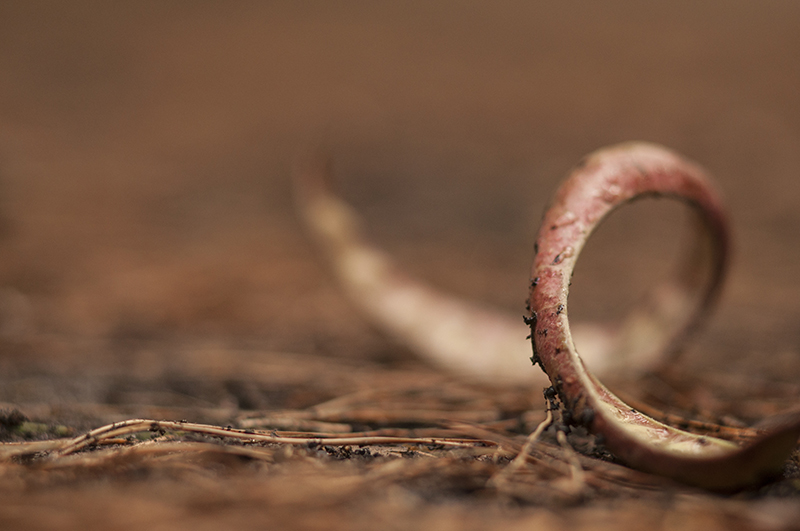 Фотографія Макро / Кирилл,Сыпко / photographers.ua