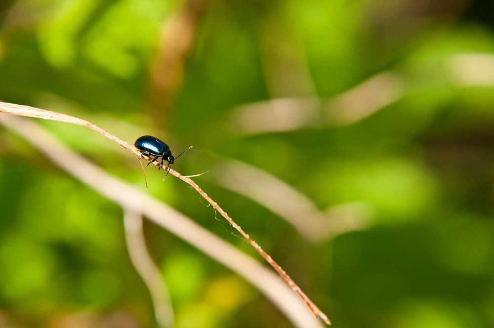 Фотографія Из жизни букашек... / Екатерина Симоненко / photographers.ua