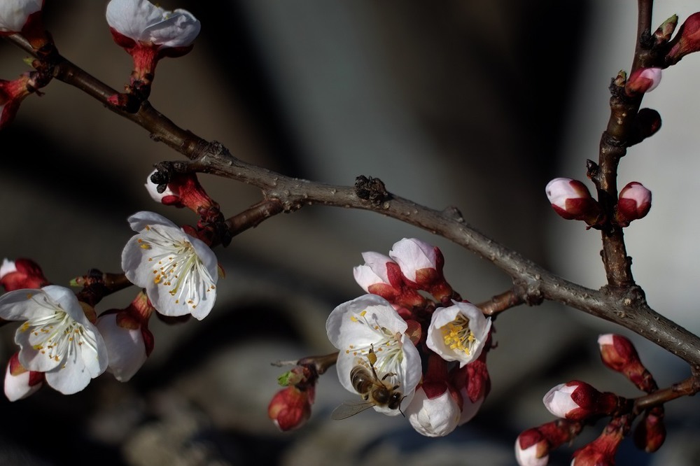 Фотографія весна пришла / святослав / photographers.ua